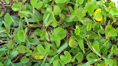 Centella asiatica