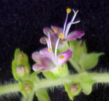 Ocimum tenuiflorum