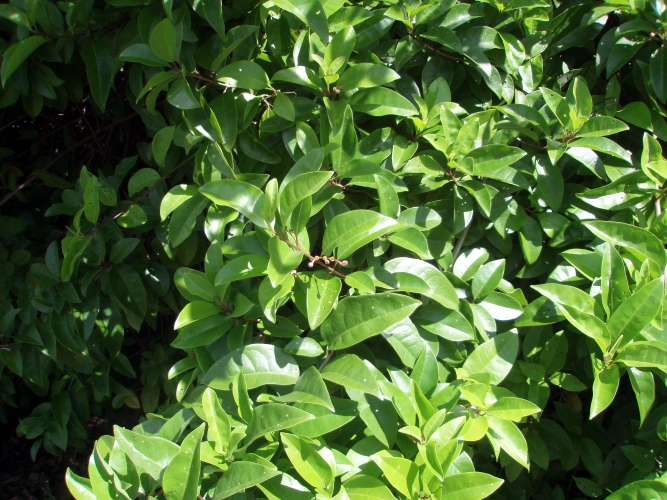 Clerodendrum inerme