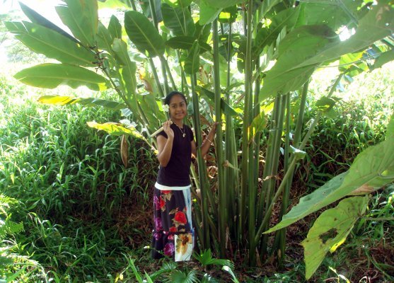 Alpinia carolinensis