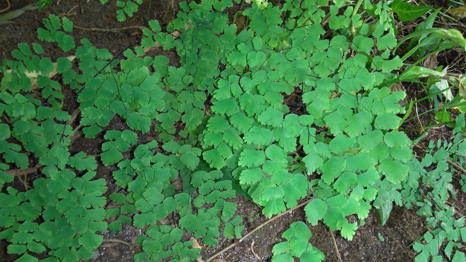 Adiantum spp. possibly Adiantum formosanum Tagawa or Adiantum palaoense C. Chr.