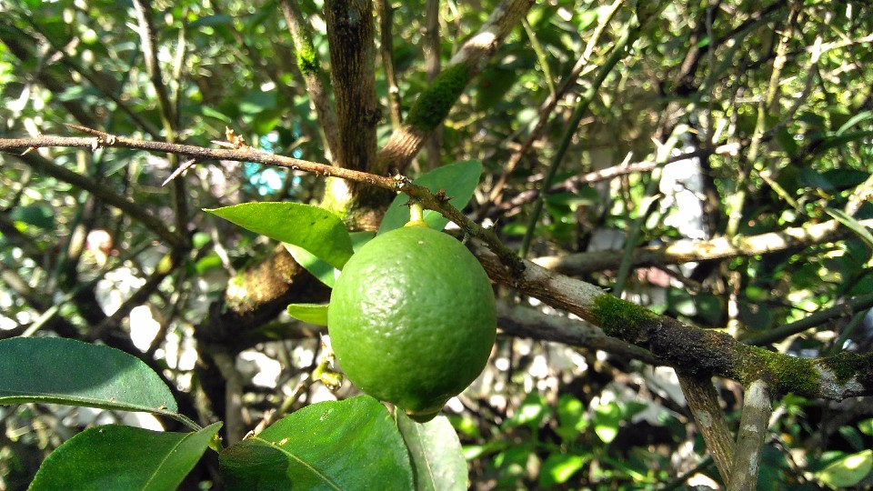 Citrus aurantiifolia