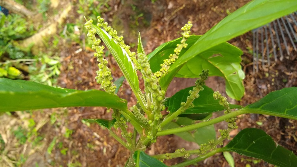 Claoxylon carolinianum