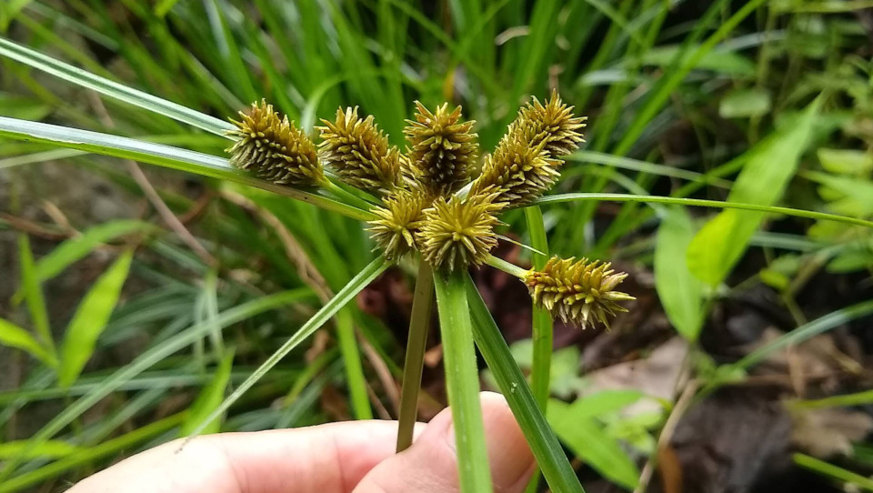 Cyperus Javanicus