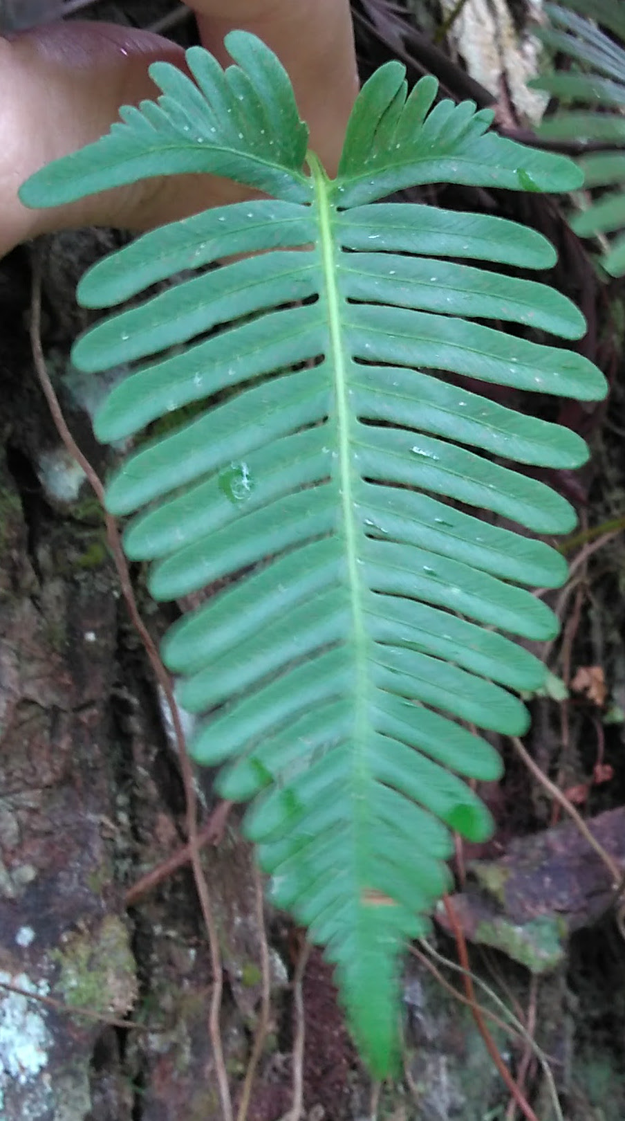 Davallia pectinata (Humata banksii)