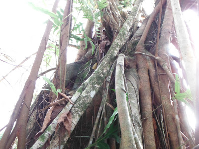 Ficus prolixa