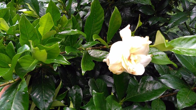 Gardenia jasminoides