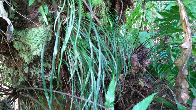 Haplopteris elongata