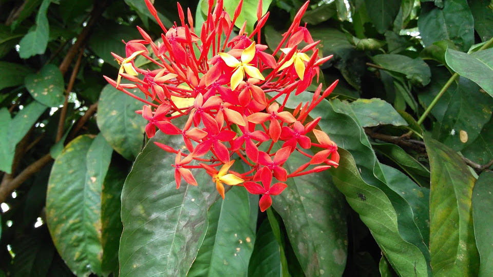 Ixora casei