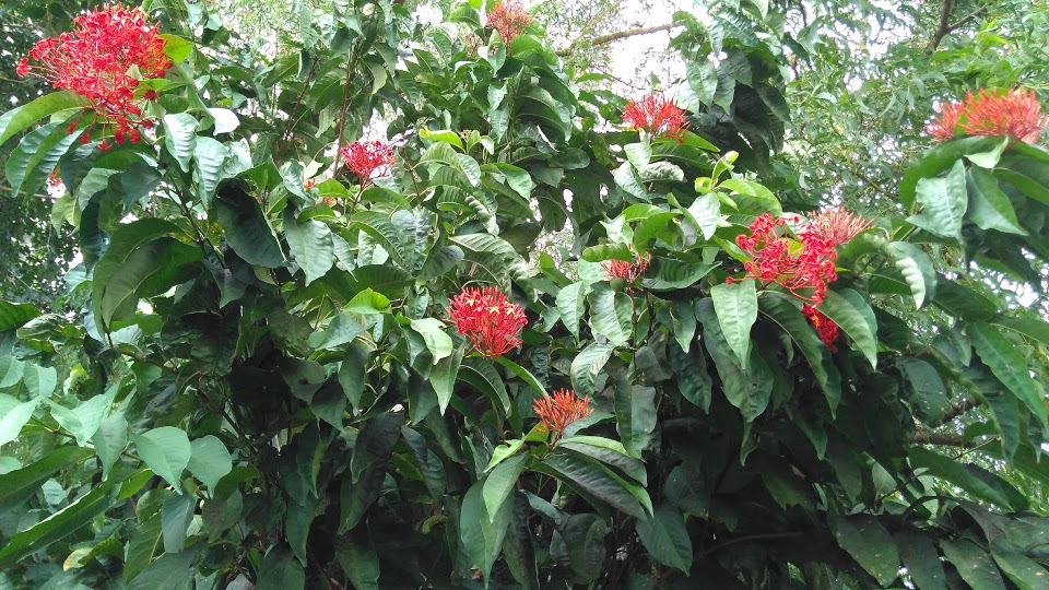 Ixora casei