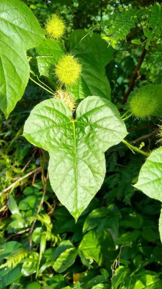 Passiflora foetida