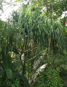 pandanus.jpg (45595 bytes)