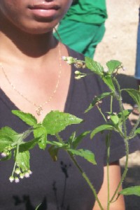 Ageratum conyzoides