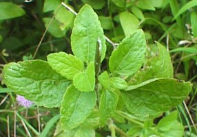 Ageratum conyzoides