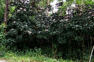 Clerodendrum quadriloculare