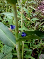 Commelina diffusa