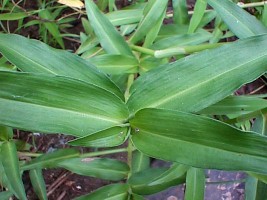 commelina_diffusa07.jpg (21265 bytes)