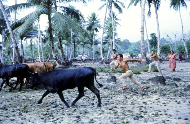 Cows in Utwe