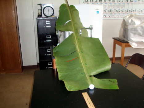 A golf ball rolls down a banana leaf ramp