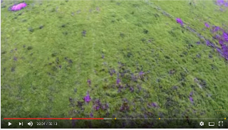 field with vole urine