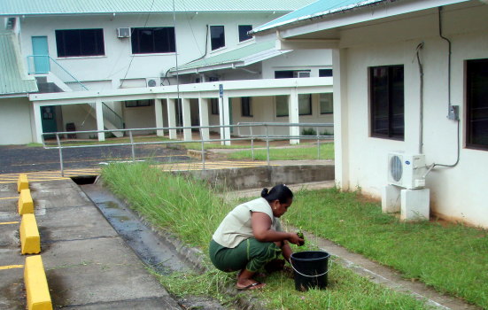 chiefgardener