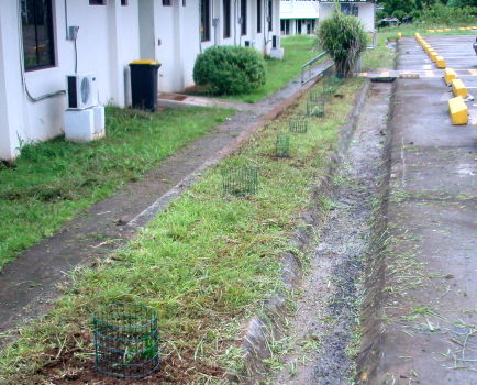 plants