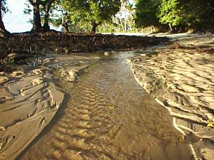 Fresh water artesian from raised mangrove platform on reef shelf.