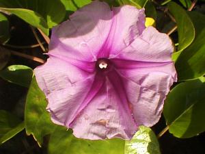 Flower detail of berm plant.