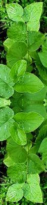 sakau plant