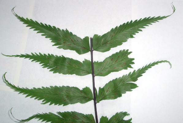 Asplenium pellucidum (tentative)