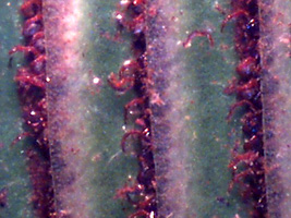 Asplenium nidus sori 60x