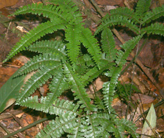 lindsaea01.jpg (38015 bytes)