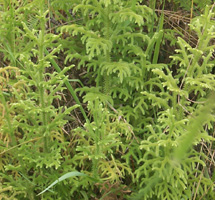 lycopodium