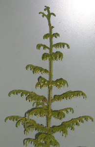 lycopodium_cernuum_side.jpg (21838 bytes)