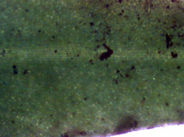 lycopodium_phlegmaria_blade.jpg (24537 bytes)