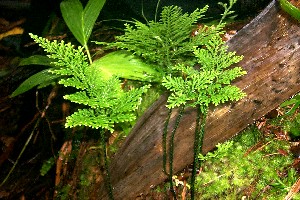 Selaginella!