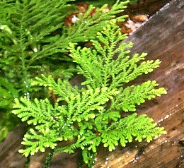 selaginella02.jpg (39146 bytes)