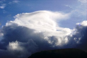 pileus01.jpg