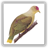 Purple-Capped Fruit-Dove
Fon(Kosrae)
Kiniwed(Pohnpei)
Witiwit(Chuuk)