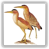 Yellow Bittern
Nichaw (Chuuk)
Chogil (Yap)