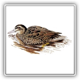 Gray Duck
Niawpewnik (Chuuk)