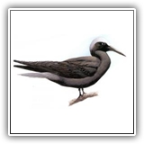 Black Noddy
Paleng (Kosrae)
Atet (Pohnpei)
Rech (Chuuk)
Gapluwan Regur (Yap)