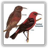 Cardinal Honeyeater
Srusr(Kosrae)
Pwiliet(Pohnpei)
Likeitepar(Chuuk)Umel(Yap)