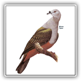 Micronesian Pigeon
Ule(Kosrae)
Mwuroi(Pohnpei)
Mura(Chuuk)
B'logol(Yap)