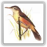 Nightingle Reed-Warbler
Limwedi(Pohnepi)
Nichok(Chuuk)