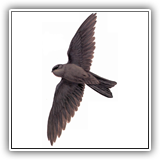 Island Swiftlet
Kalkaf(Kosrae)
Kelimwud(Pohnpei)
Sasa(Chuuk)