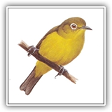 Bridled White-eye
Tihit(Pohnpei)
Nimosopun(ChuuK)