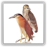 Rufous-Night Heron
Arocha (Chuuk)