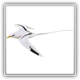 White-Tail Tropicbird
Sik (Kosrae)
Sihk (Pohnpei)
Uk (Chuuk)
Yuk (Yap)