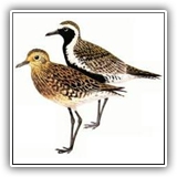 Lesser Golden-Plover
Kulul (Kospare)
Kulu (Pohnpei)
Kuling (Chuuk)
K'oleng (Yap)